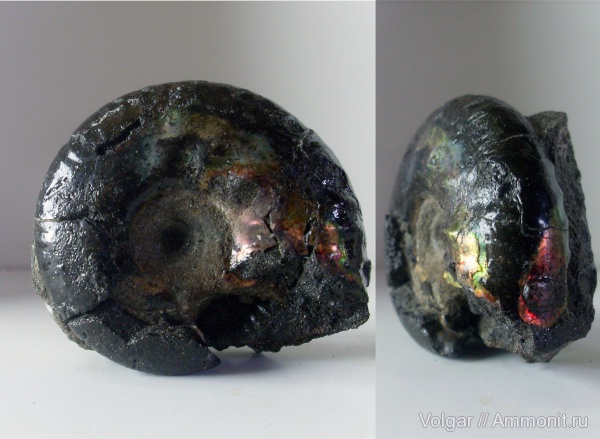 аммониты, юра, мезозой, Craspedites, Ammonites, Ивановская область, Jurassic