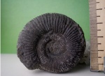 Perisphinctes (Dichotomoceras) ex gr. stenocycloides Siemiradzki.