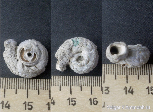 келловей, средняя юра, Ивановская область, Tetraserpula, Callovian, Middle Jurassic