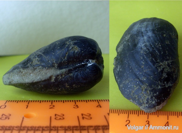 юра, двустворки, мезозой, Gresslya, Ивановская область, Gresslya alduini, Jurassic