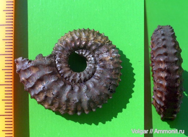 аммониты, юра, Kosmoceras, мезозой, келловей, Ammonites, Ивановская область, Kosmoceras tschernischewi, Callovian, Jurassic, Middle Jurassic
