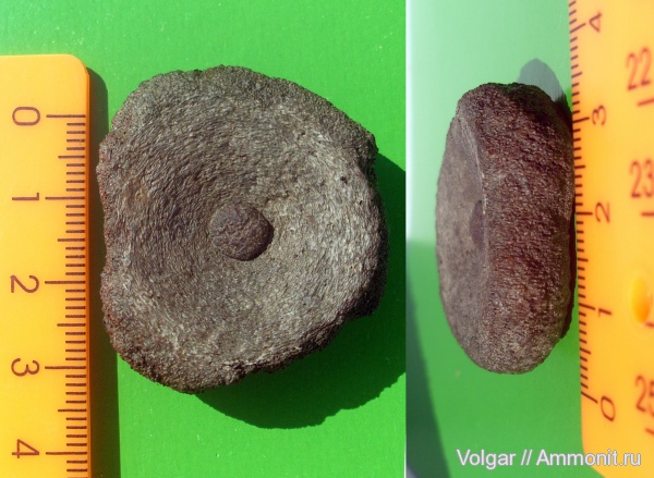 рептилии, юра, ихтиозавры, мезозой, келловей, позвонки, Ивановская область, Callovian, Jurassic, Middle Jurassic