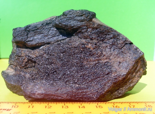 рептилии, юра, водные рептилии, мезозой, плиозавры, Ивановская область, кости рептилий, Pliosauroidea, Jurassic