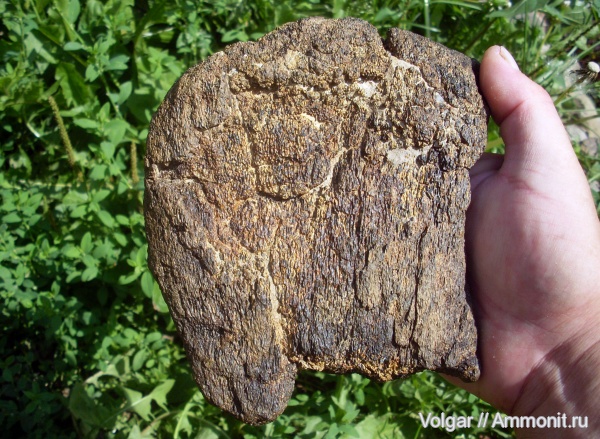 рептилии, юра, водные рептилии, плезиозавры, мезозой, Plesiosaurus, Ивановская область, кости рептилий, Jurassic