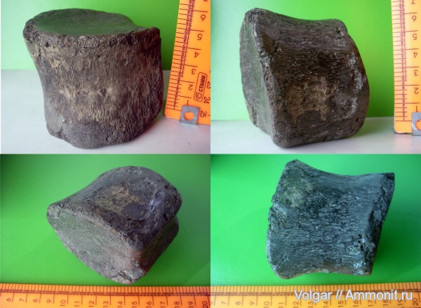 рептилии, юра, плезиозавры, мезозой, Plesiosaurus, позвонки, Ивановская область, Jurassic