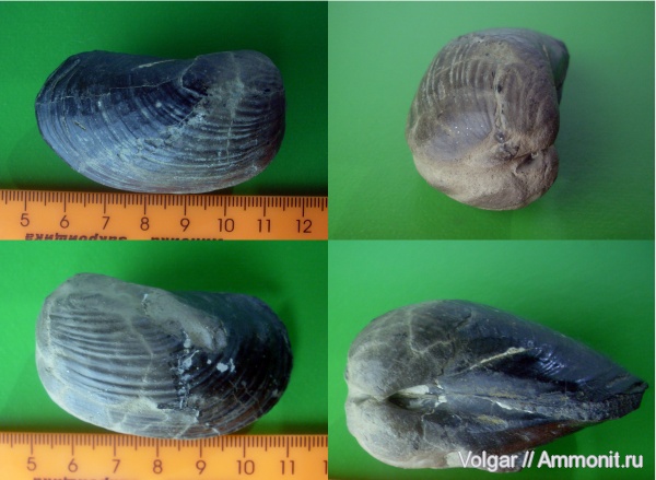 юра, двустворки, мезозой, Gresslya, Ивановская область, Jurassic