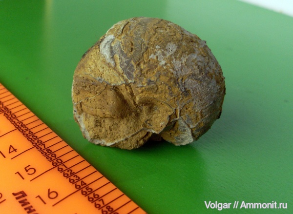 юра, наутилусы, мезозой, средний келловей, Ивановская область, Nautilida, Jurassic, Middle Callovian