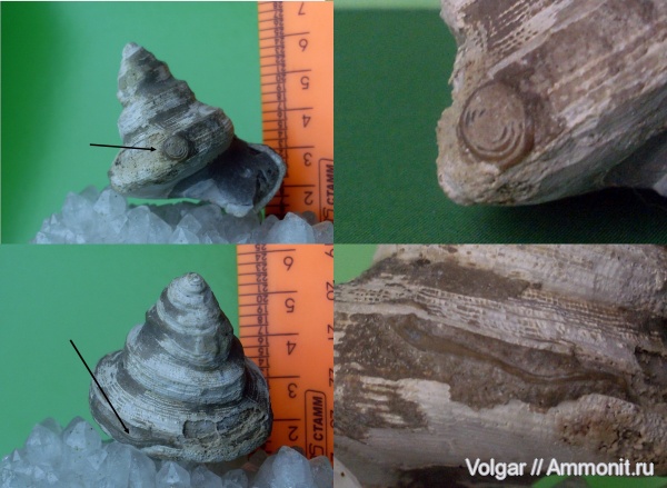 гастроподы, юра, серпулы, Bathrotomaria, келловей, брюхоногие моллюски, Serpulidae, Ивановская область, Pleurotomariidae, Callovian, Jurassic, Middle Jurassic