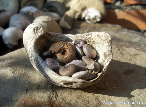 аммониты, юра, келловей, Pseudocadoceras, Gryphaea, Ammonites, Ивановская область, Callovian, Jurassic, Middle Jurassic
