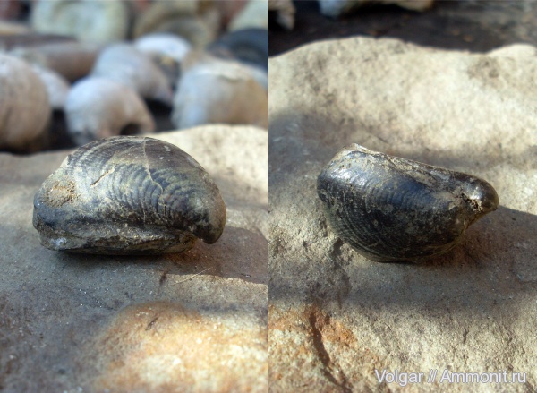 юра, двустворчатые моллюски, Buchia, келловей, Ивановская область, Callovian, Jurassic, Middle Jurassic