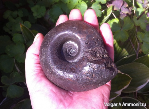 аммониты, моллюски, головоногие моллюски, келловей, Rondiceras, средняя юра, Rondiceras milaschevici, Ammonites, Ивановская область, Callovian, Middle Jurassic
