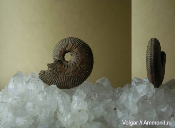 аммониты, моллюски, Kosmoceras, головоногие моллюски, Kosmoceras jason, Ammonites, Ивановская область