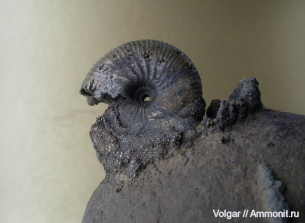 аммониты, юра, келловей, Rondiceras tcheffkini, Ammonites, Ивановская область, Callovian, Jurassic, Middle Jurassic