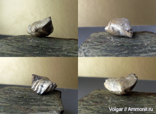 брахиоподы, юра, келловей, Ивановская область, Rhynchonellida, Callovian, Jurassic, Middle Jurassic