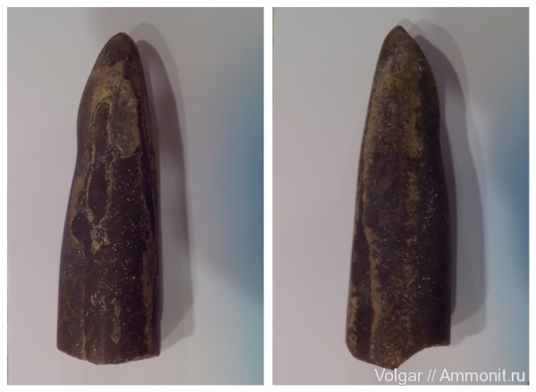 белемниты, юра, келловей, Ивановская область, Callovian, Jurassic, Middle Jurassic, belemnites