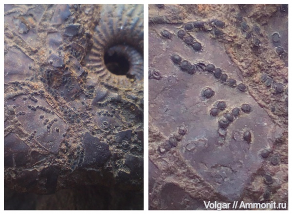 аммониты, юра, келловей, Rondiceras tcheffkini, Ammonites, Ивановская область, Callovian, Jurassic, Middle Jurassic