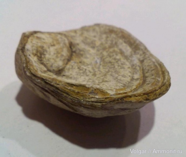 юра, мезозой, двустворчатые моллюски, келловей, Gryphaea, средняя юра, Ивановская область, Callovian, Jurassic, Middle Jurassic