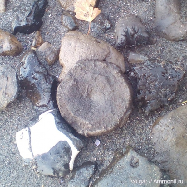 юра, ихтиозавры, мезозой, келловей, позвонки, Ивановская область, Callovian, Jurassic, Middle Jurassic