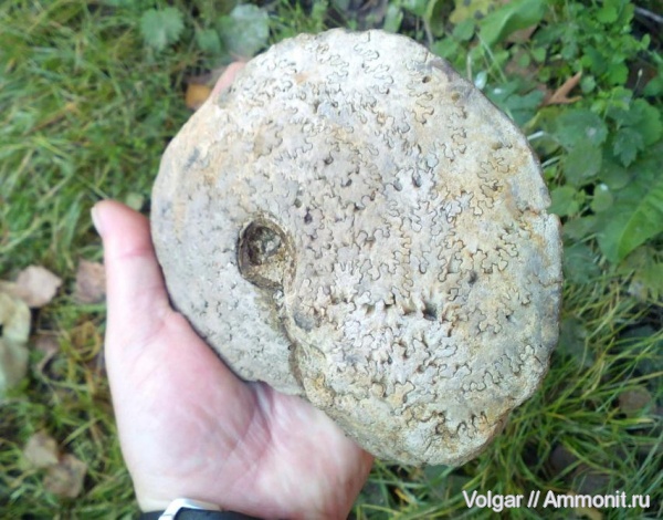 аммониты, Cardioceras, мезозой, верхняя юра, Cardioceras excavatum, Ammonites, Ивановская область, оксфордский ярус, Cardioceras (Scoticardioceras), Upper Jurassic