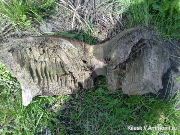 Россия, млекопитающие, ?, Бийск, Алтайский край