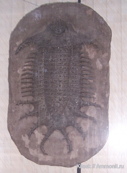 девон, США, Devonian, реконструкция, Terataspis grandis