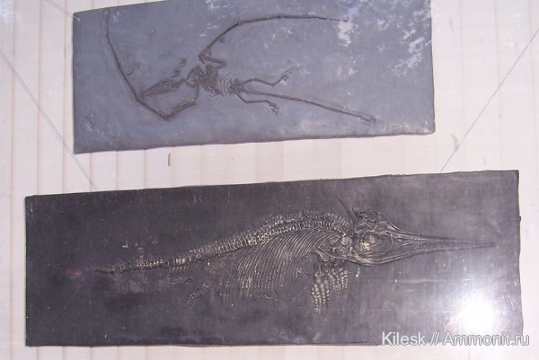 ихтиозавры, слепок