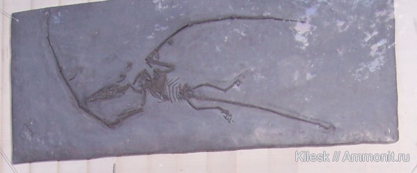 птерозавры, слепок