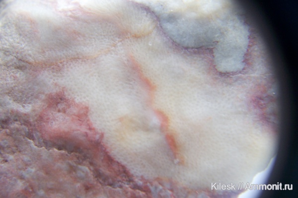 мшанки, палеозой, Алтайский край