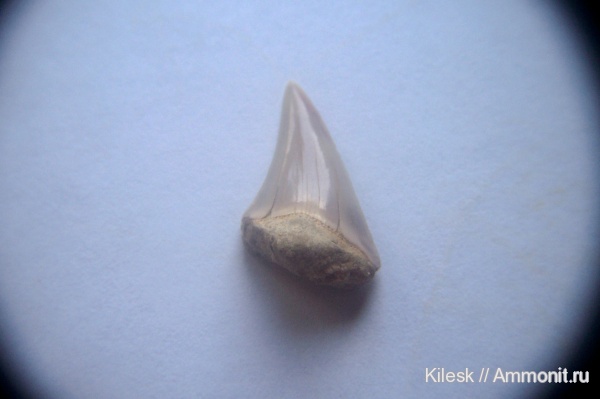 зубы, акулы, зубы акул, зубы рыб