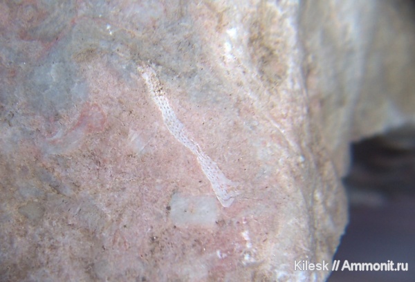 мшанки, палеозой, Алтайский край