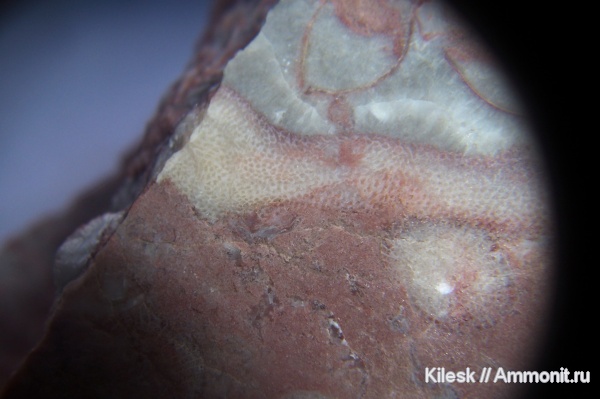 мшанки, палеозой, Алтайский край