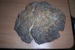 Коралл Hexagonaria?