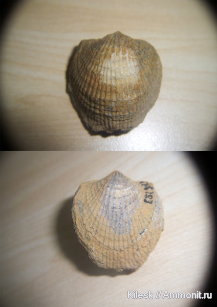 брахиоподы, Таджикистан, беспозвоночные, Spinatrypa