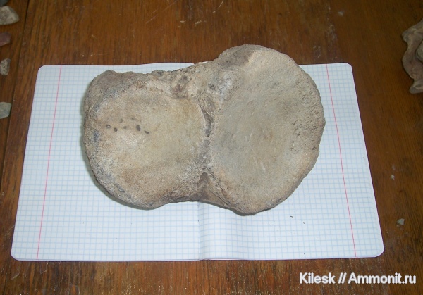 мамонты, хоботные, Алтайский край