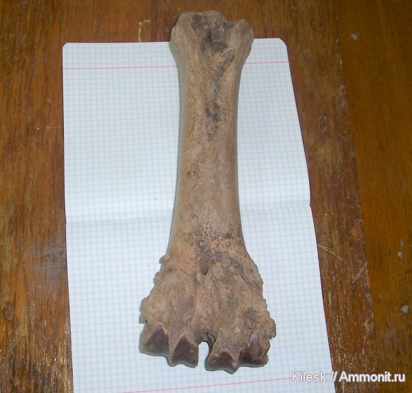 млекопитающие, бизоны, болезни, копытные, патологии, Алтайский край