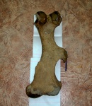 Бедренная кость шерстистого носорога