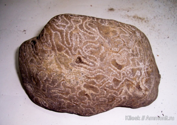 кораллы, кишечнополостные, ?, Алтайский край, цепочечные кораллы, Halysitida