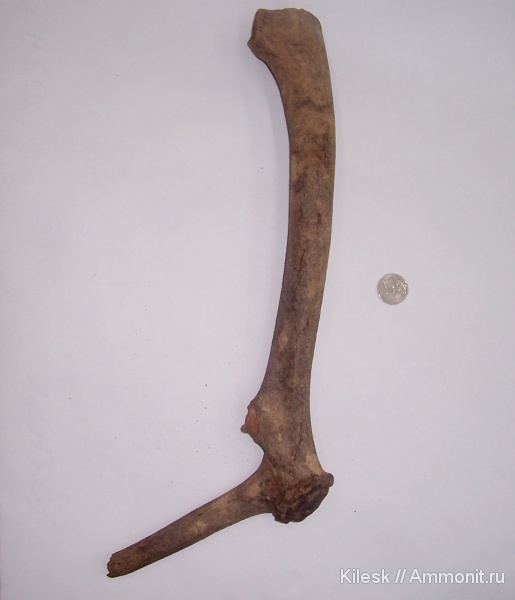 млекопитающие, рога, Алтайский край, марал