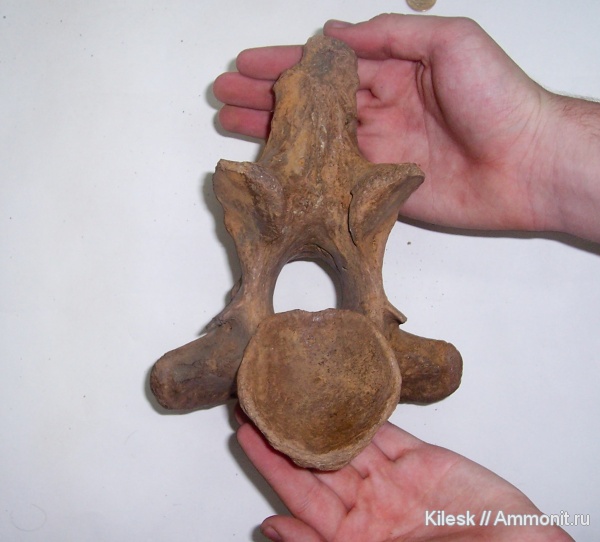 млекопитающие, бизоны, копытные, Алтайский край, Полорогие