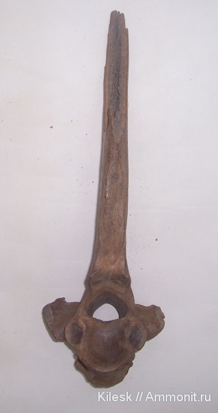 млекопитающие, бизоны, позвонки, жвачные, Bison, Алтайский край