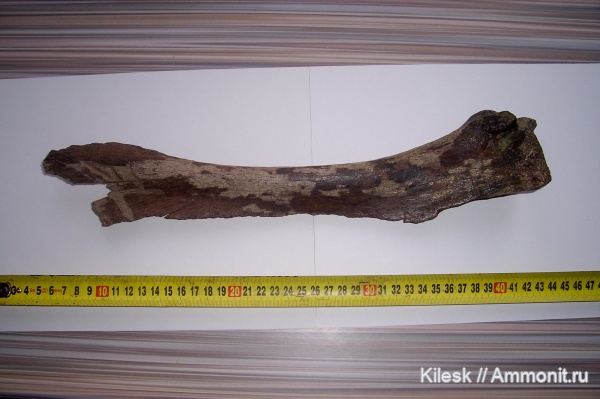 млекопитающие, прижизненные повреждения, ?, копытные, Алтайский край