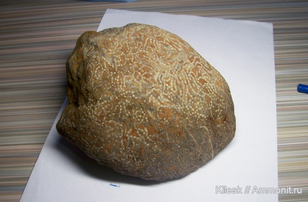 кораллы, кишечнополостные, Алтайский край, Halysitida