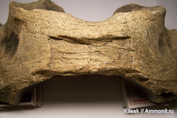 плейстоцен, носороги, человек, Алтайский край