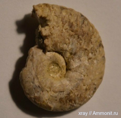 мел, Dimorphoplites, Cretaceous