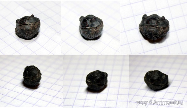 трилобиты, девон, Devonian