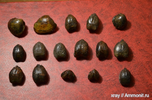 брахиоподы, двустворки, Rhynchonella, Rhynchonella loxiae, Russiella, Карамышевская набережная, Russiella luna