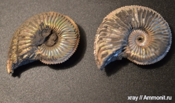 оксфорд, Amoeboceras alternoides, Oxfordian