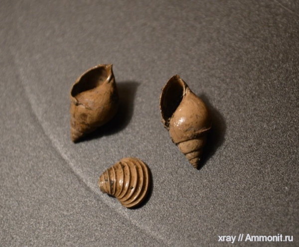 гастроподы, оксфорд, Марково, Astarte cordata, Oonia calypso, Oxfordian