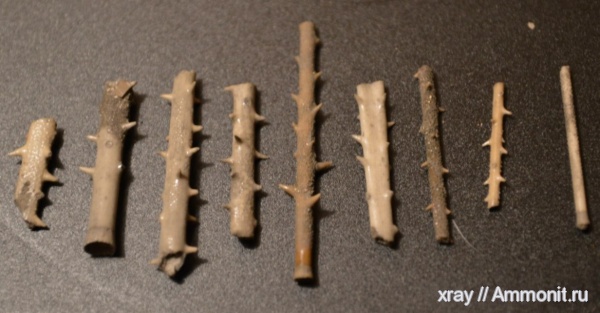 иглокожие, Фили, Rhabdocidaris, иглы