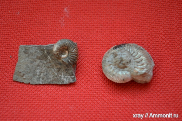 аммониты, кимеридж, Макарьев, Cardioceratidae, Ammonites, Kimmeridgian, Upper Jurassic